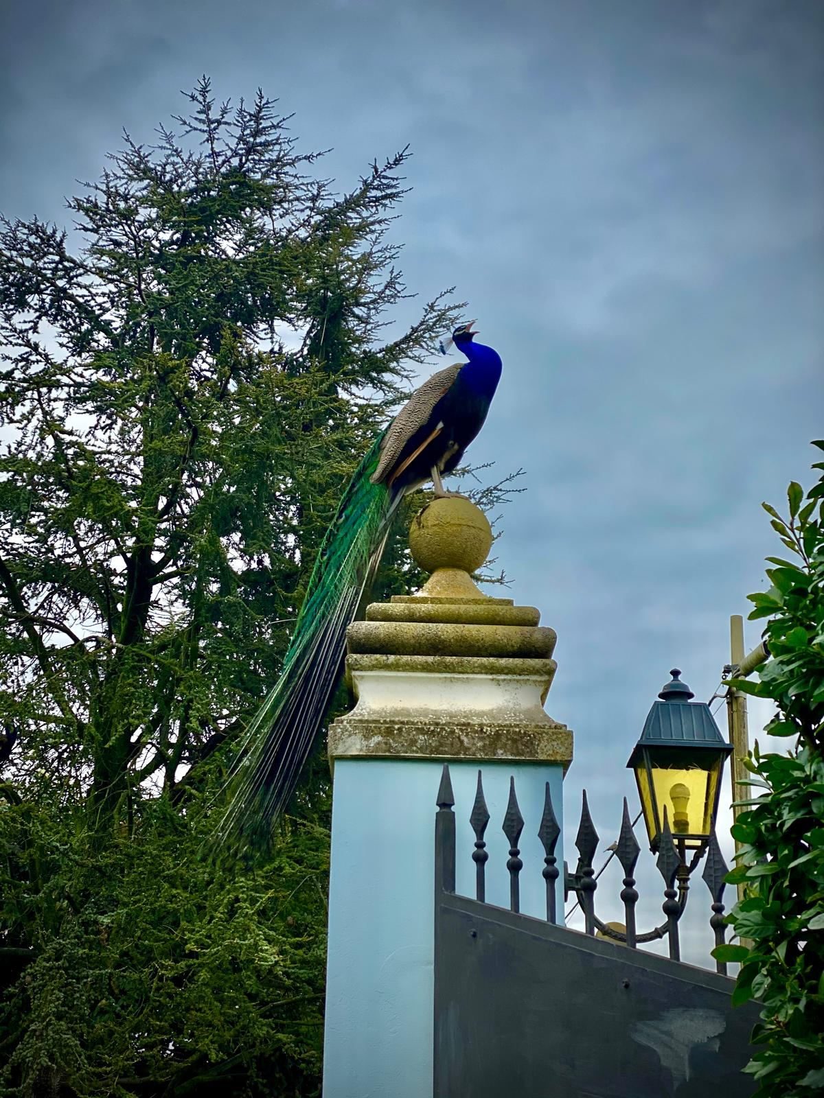 Pavone sul pilastro d'ingresso