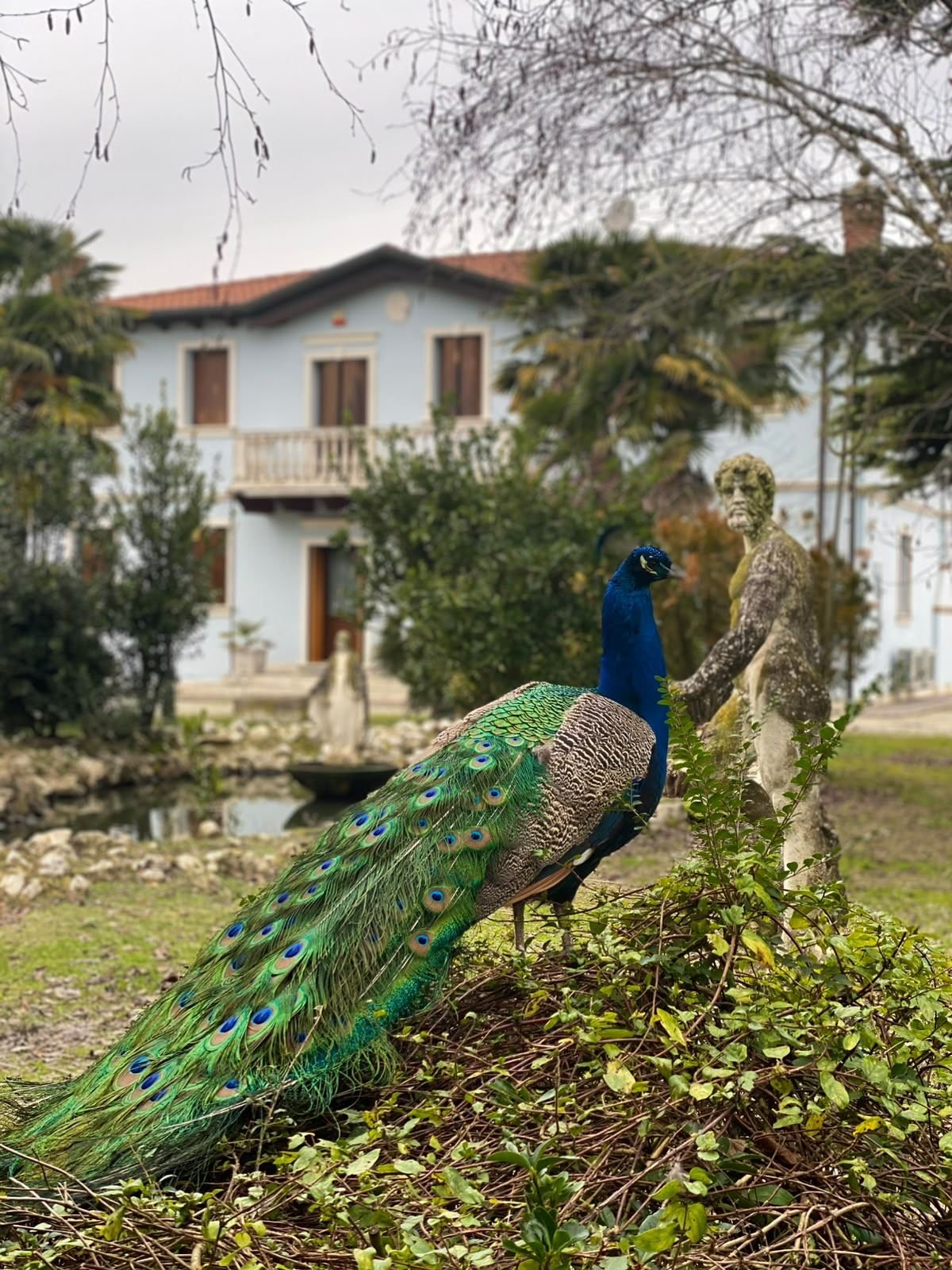 Pavone con la coda aperta a ruota, statua e facciata sullo sfondo