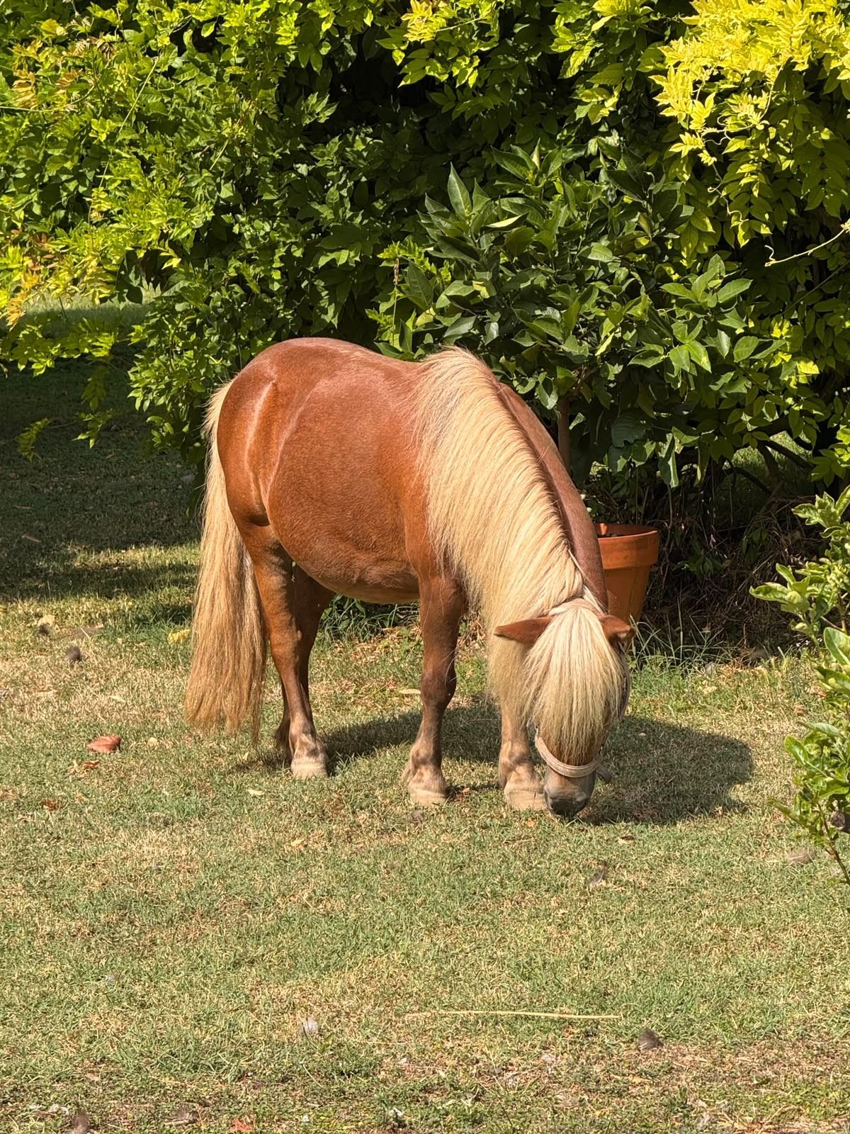 Pain Perdù e Jolie, i pony di Residence La Dea